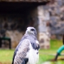 Condor Parque, Otavalo