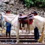 Zugpferd, Nariz del Diablo