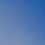 Paraglider