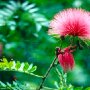 Bluete_Jardin_Botanico_Puer