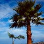 Palme_La_Guancha