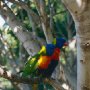 Papageien_Loro_Parque