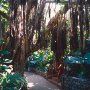 Pfad_Loro_Parque